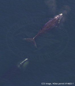 Right whales EgNo 3740 and 1817 (Silt) ecehlon (coordinated) feeding in Cape Cod Bay on March 8, 2016