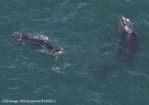 Right whale #3860 (Bocce) and 2016 calf feeding in Cape Cod Bay on April 17, 2016. CCS image, NOAA permit #14603-1