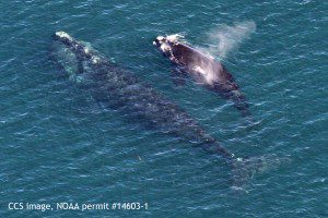 Right whale #1233 with her 2016 calf photographed in Cape Cod Bay on Sunday, March 27. CCS image, NOAA permit #14603-1.