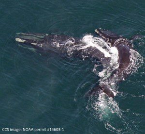 Right whale #1278 coordinated feeding with unknown individual in Cape Cod Bay on March 6, 2016. CCS image taken under NOAA permit #14603-1
