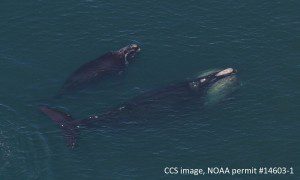 Right whale #1281, Punctuation, with 2016 calf photographed in Cape Cod Bay on April 21, 2016. CCS image taken under NOAA permit #14603-1.