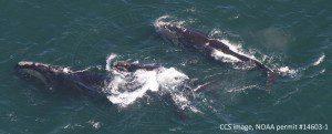 Right whales #3115 (Harmony) and 2016 calf, subsurface feeding in Cape Cod Bay with #4023, Wolverine. CCS image taken under NOAA permit #14603-1