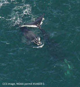 Right whale #3115 (Harmony) and 2016 calf feeding in Cape Cod Bay on April 18, 2016. CCS image taken under NOAA permit #14603-1 