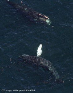 Right whale #3950 subsurface feeding in close proximity to a humpback whale. Cape Cod Bay, April 9, 2016. CCS image taken under NOAA permit #14603-1