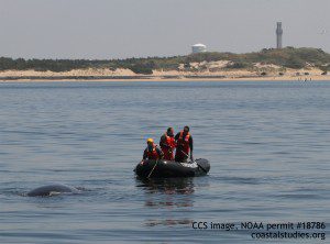 CCS MAER team works to disentangle humpback whale off Herring Cove. May 26, 2016. CCS image taken under NOAA permit #18786.