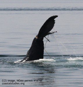 Entangled humpback whale off Herring Cove, Provincetown. May 26, 2016. CCS image taken under NOAA permit #18786.