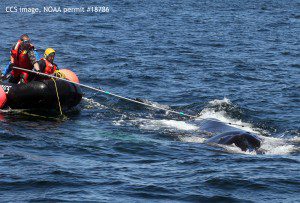 MAER crew use hooked knife to cut entanglement from humpback whale Foggy. May 18, 2016. CCS image taken under NOAA permit #18786.