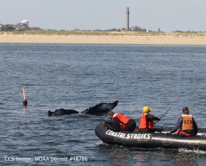 Humpback whale entangled in gear off Wood End, Provincetown. CCS image, NOAA permit #18786.