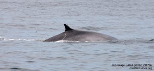 Fin whale response 062216-2 - CCS image, NOAA permit 18786