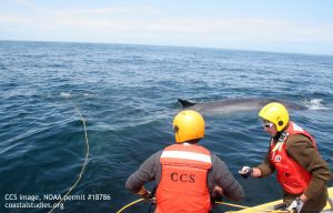 Fin whale response 062216 - CCS image, NOAA permit 18786