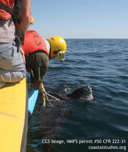 Leatherback turtle disentangled in Cape Cod Bay on Augut 27, 2016. CCS image take under NMFS permit # 50 CFR 222-31