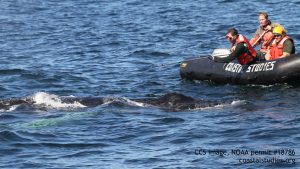 CCS MAER works to disentangle humpback whale off Chatham,  9/16/16. CCS image, NOAA permit #18786.