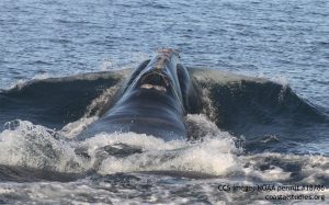 right-whale-eg3823-ccs-image-noaa-permit-18786