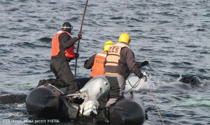 CCS mAER team disentangle a young humpback whale off Boston. December 11. 2016. CCS image, NOAA permit #18786.