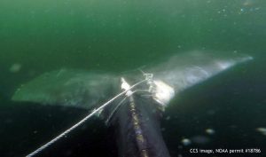 The whale had rope wrapped around the base of its tail, leading to fishing gear at the sea floor. CCS image, NOAA permit #18786