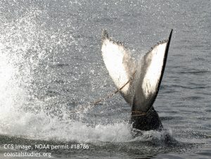 humpback-dx-off-ptown122016-ccs-image-noaa-permit-18786