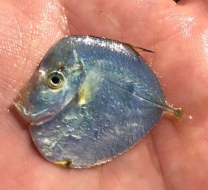 Juvenile Moonfish