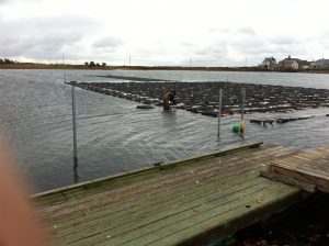 oyster-cultivation