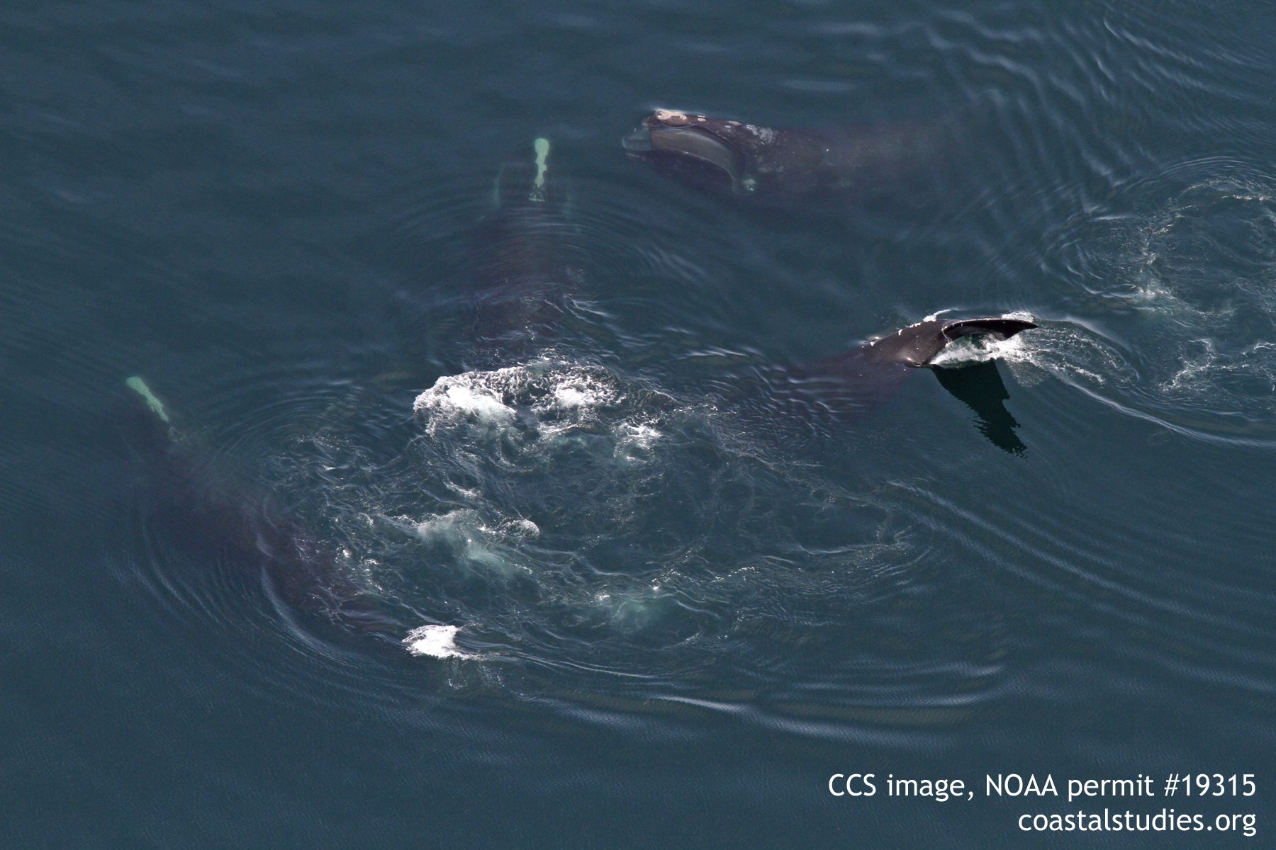 Rare North Atlantic right whales continue to flood into Cape Cod Bay