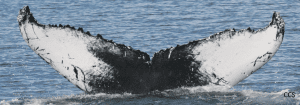 black and white whale flukes emerge from the water