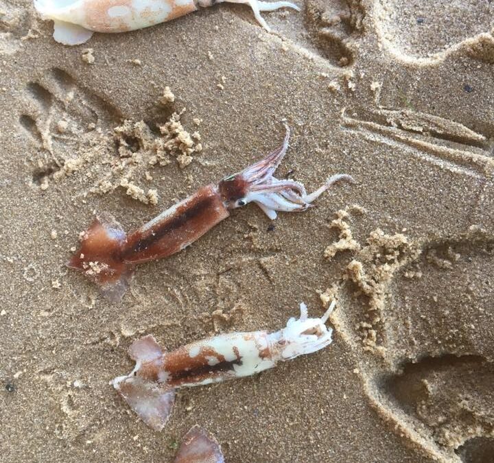 Shortfin Squid on Provincetown Beach