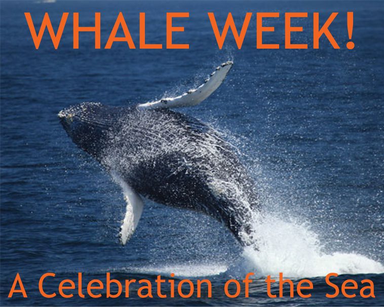 Join us for Whale Week 2023, July 30 – August 4