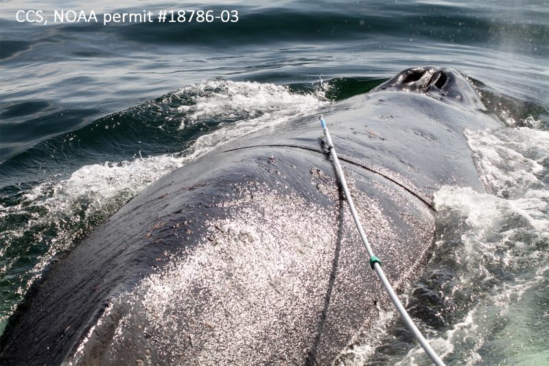CCS Frees Entangled Humpback Whale off Chatham, MA