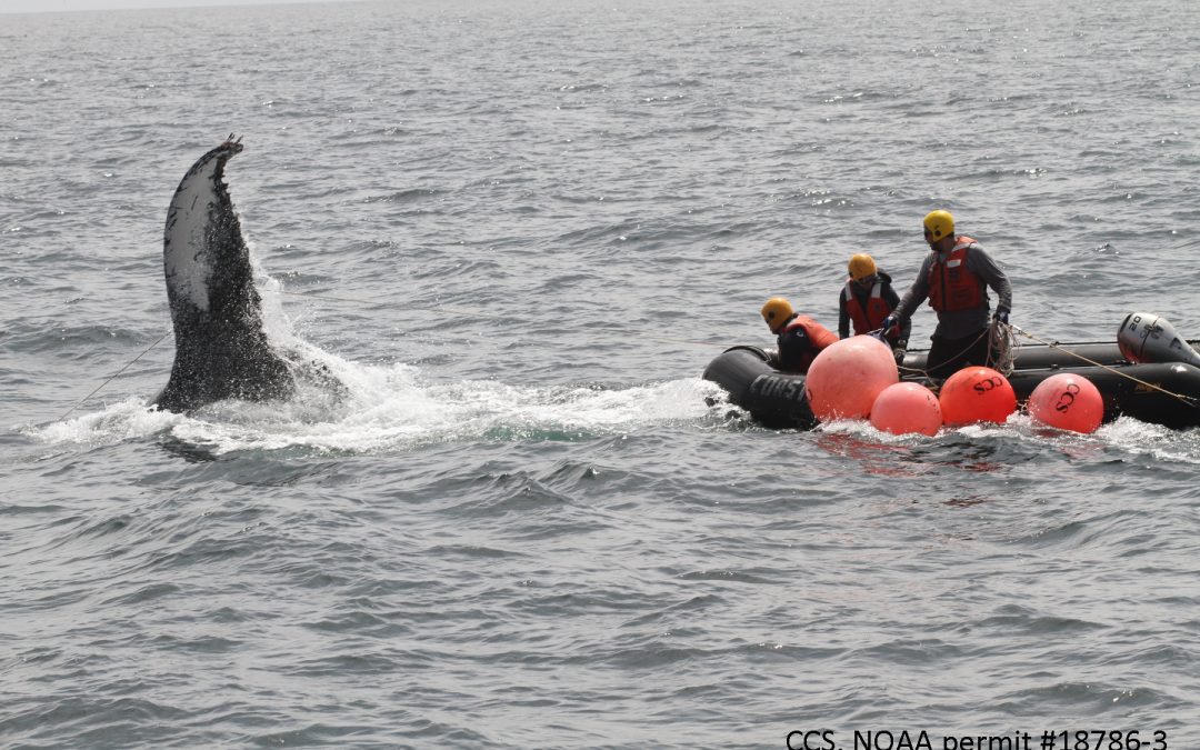 CCS Disentangles Humpback Whale off Chatham, MA