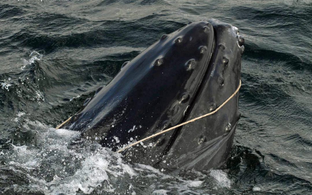 Humpback Whale Disentangled on World Animal Day