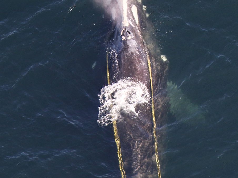 Entangled right whale resighted; conditions complicate disentanglement response