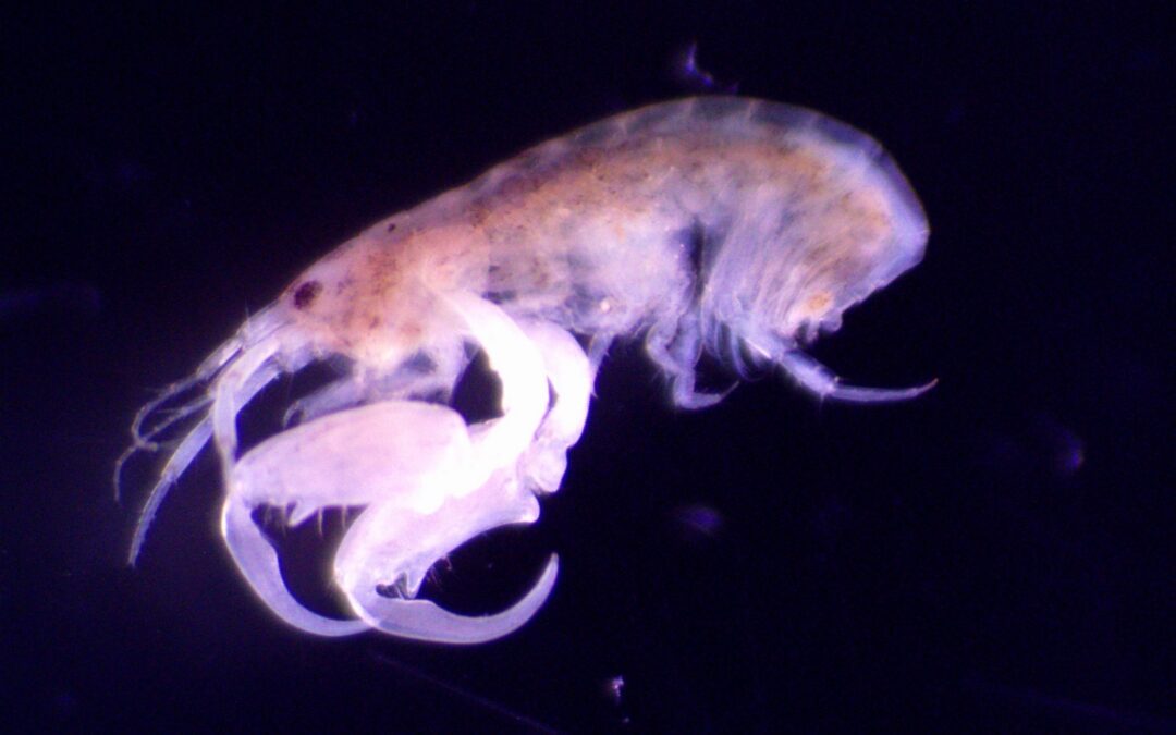 Microprotopus maculatus_whole_NM