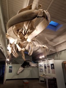 whale skeleton suspended in large exhibition space