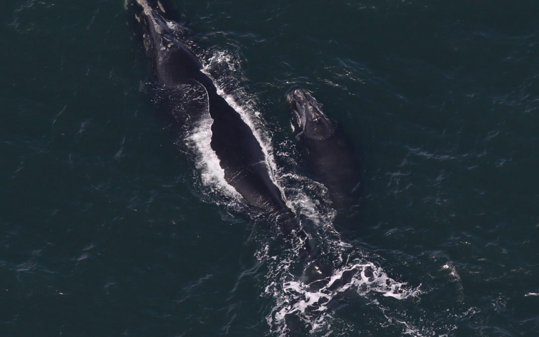First right whale calves of the season have arrived in Cape Cod Bay
