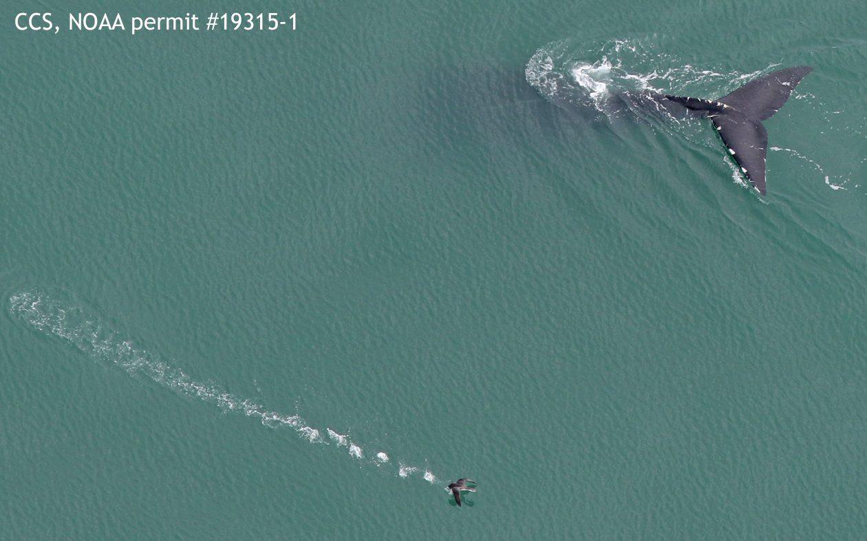 1,000 Marine Mammals Spotted Off Nantucket During Aerial Survey – Nantucket Current