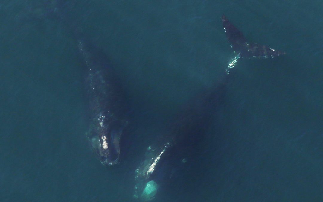 IUCN moves North Atlantic right whale to “Critically Endangered” list