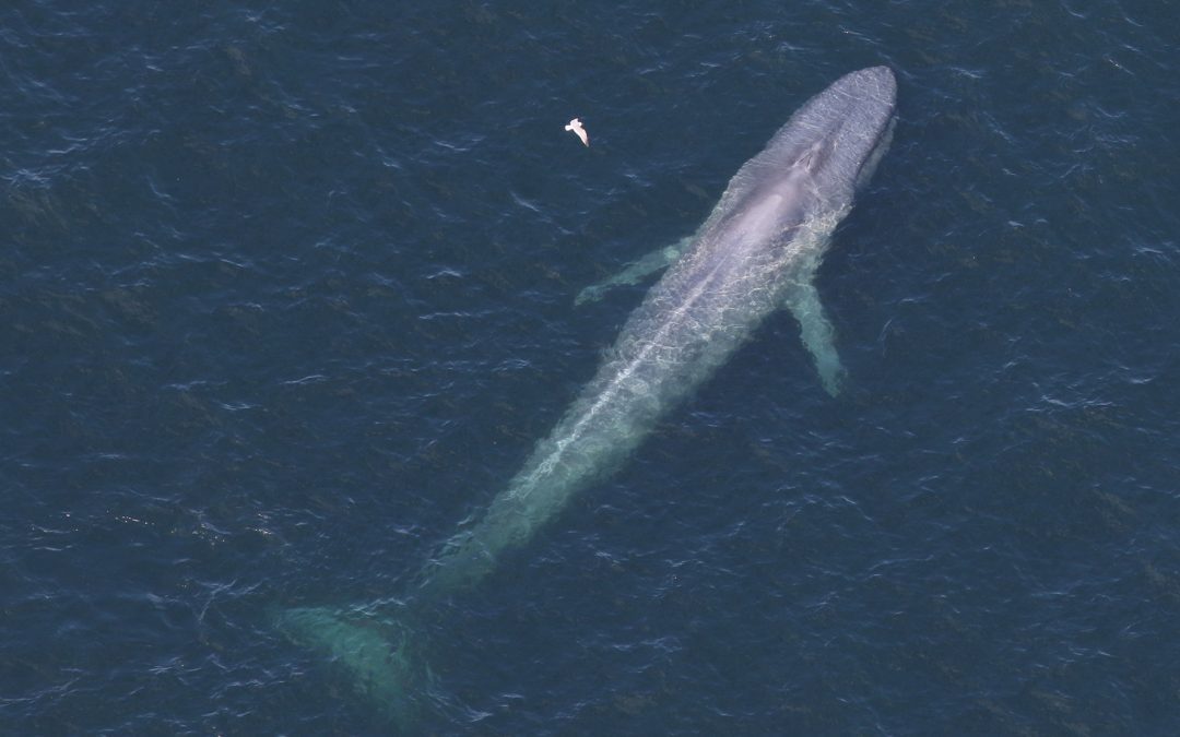 CCS Aerial Survey Sights Blue Whale Off Truro, MA