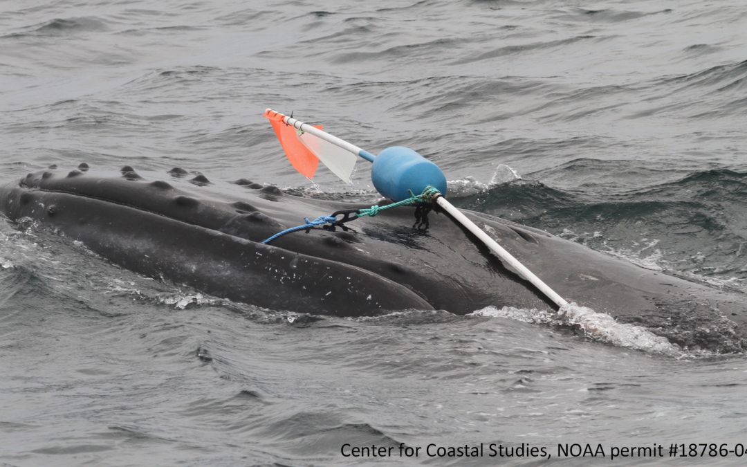Humpback whale disentangled by CCS MAER team for the second time