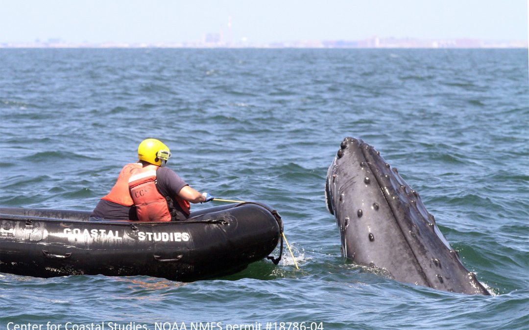 Humpback Whale Disentangled off NY in Massive Three-Day Multi-Agency Response