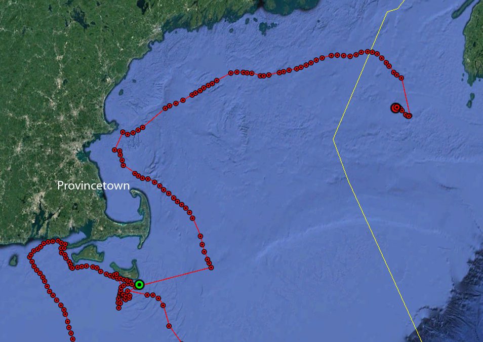 Update: Entangled North Atlantic Right Whale “Cottontail”
