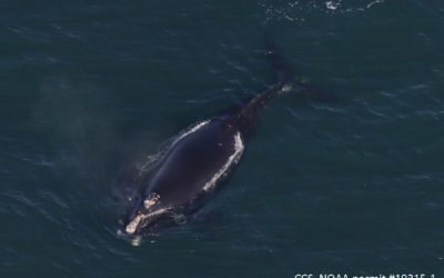 First North Atlantic right whale calf to arrive in Cape Cod Bay has already beaten the odds