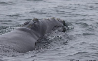 Rare North Atlantic Right Whales Return to Cape Cod Bay Just as CCS Team Begins Its Field Season