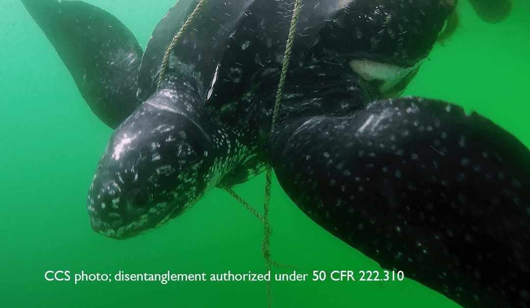 CCS and Collaborators Find Prompt Entanglement Reporting Is Critical To The Survival Of Leatherback Turtles