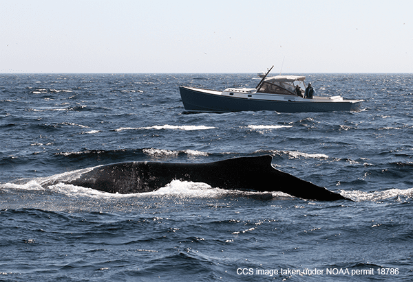Center Successfully Disentangles Humpback Off Chatham