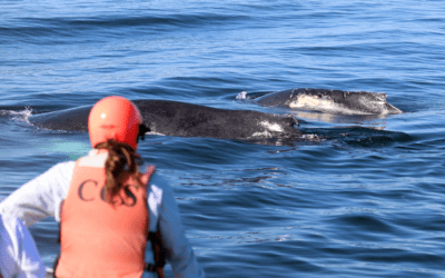 Center Disentanglement Team Successfully Frees Humpback Whale Calf