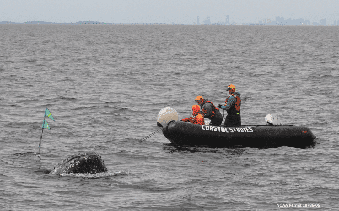 MAER Team Successfully Disentangles Humpback Whale Off Boston