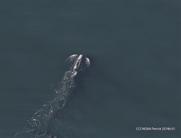 Rare North Atlantic Right Whales Have Begun Their Annual Visit To Cape Cod Bay And Nearby Waters