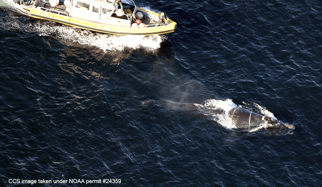 Entangled North Atlantic Right Whale #4545 Found In Cape Cod Bay