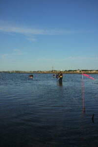 Researchers wading off Provincetown