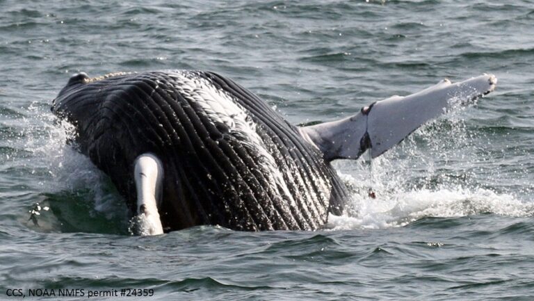 Update on Entangled Humpback Whale Calf