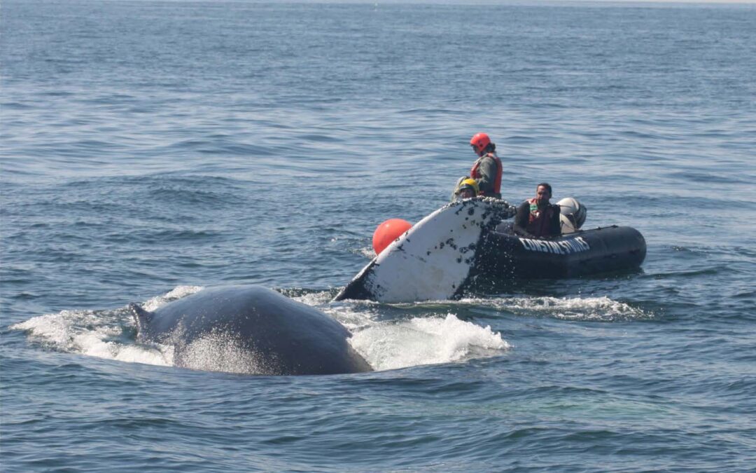 CCS MAER Team Frees Humpback Whale off Cape Ann